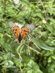 Acraea neobule