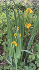 Iris pseudacorus