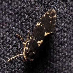 Narycia duplicella