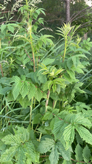 Filipendula ulmaria