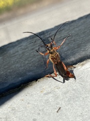 Necydalis cavipennis