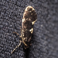Narycia duplicella