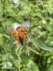 Acraea neobule
