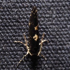 Narycia duplicella