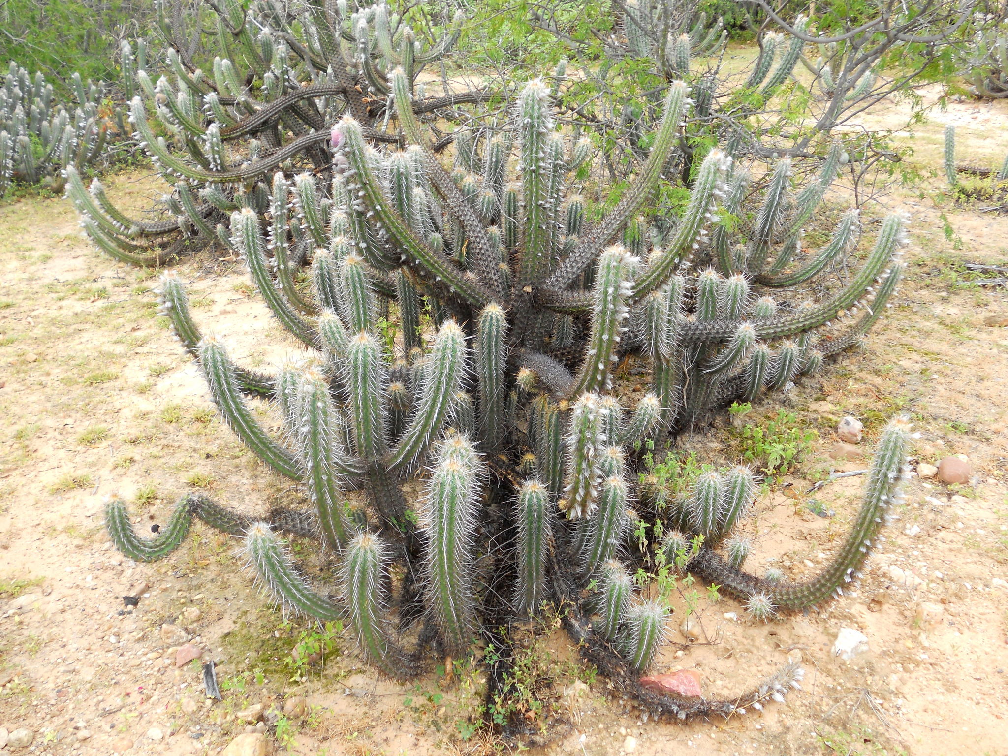 Xiquexique gounellei