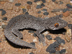 Strophurus williamsi