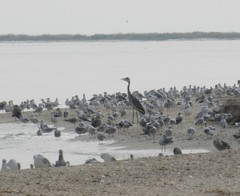 Ardea cinerea