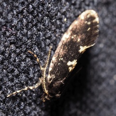 Narycia duplicella