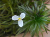 Elodea granatensis - Photo (c) Lucas C. Marinho, some rights reserved (CC BY-NC), uploaded by Lucas C. Marinho