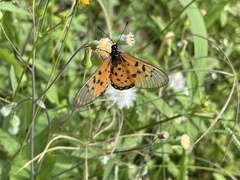 Acraea neobule