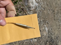 Calochortus venustus