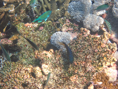 Chromis atripectoralis