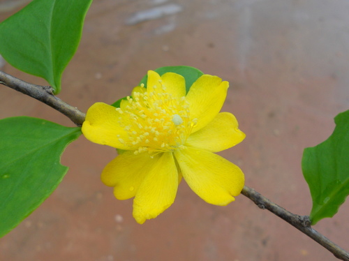 Leuenbergeria aureiflora