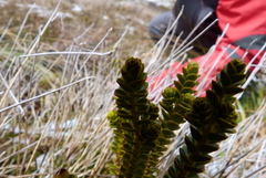 Veronica pauciramosa