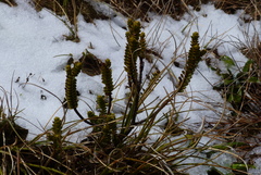 Veronica pauciramosa