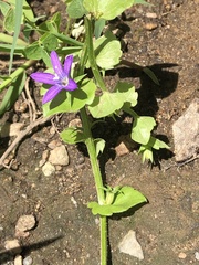 Triodanis perfoliata