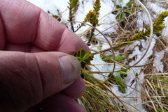 Veronica pauciramosa