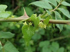 Dioscorea communis