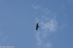 Buteo platypterus