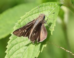 Pelopidas mathias mathias