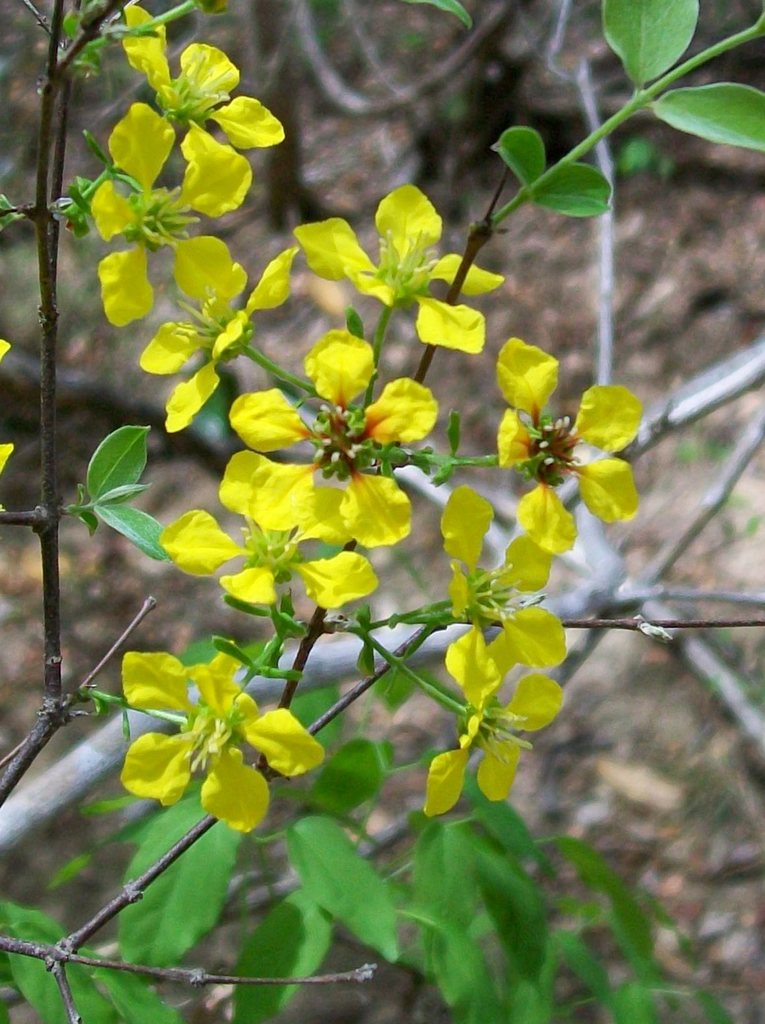 Tetrapterys paludosa