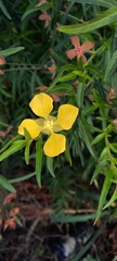 Ludwigia bonariensis