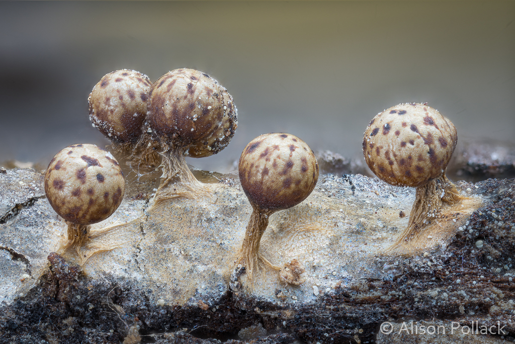 Trichia sordida