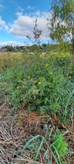 Ludwigia bonariensis