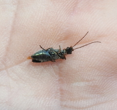 Oedemera croceicollis