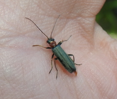 Oedemera croceicollis