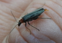 Oedemera croceicollis