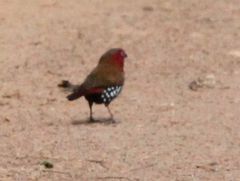 Hypargos niveoguttatus