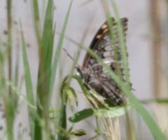 Charaxes achaemenes achaemenes
