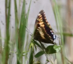 Charaxes achaemenes achaemenes