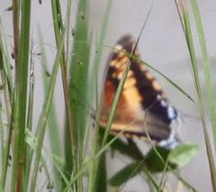 Charaxes achaemenes achaemenes