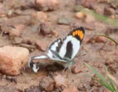 Colotis euippe mediata