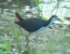 Amaurornis phoenicurus