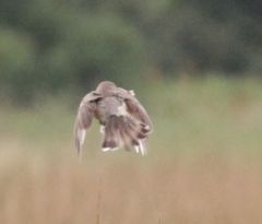 Cisticola natalensis