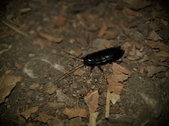 Parcoblatta americana