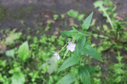 Epilobium montanum iNat (2)