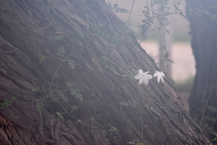 Jasminum grandiflorum