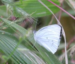Dixeia doxo parva