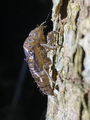 Vagitanus terminalis