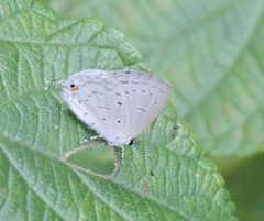 Eicochrysops hippocrates