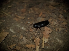 Parcoblatta americana