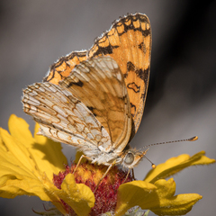 Phyciodes pallida