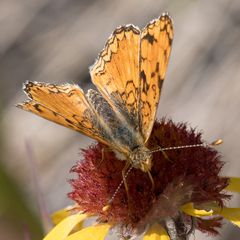 Phyciodes pallida