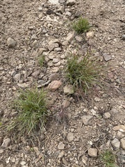 Danthonia unispicata