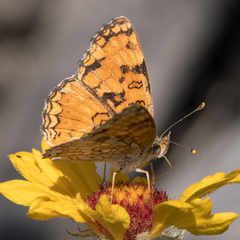 Phyciodes pallida