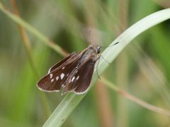 Torbenlarsenia gemella